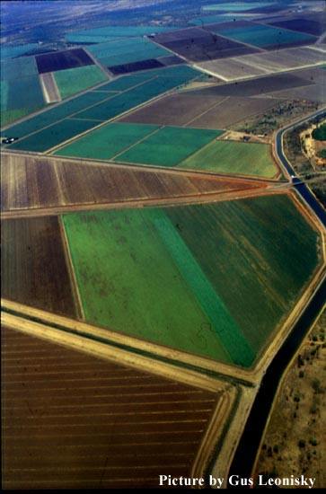 crops